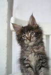    My Cat's Cradle Elisha - 2 