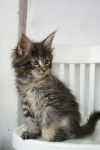    My Cat's Cradle Elisha - 2 