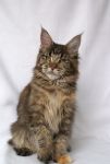    My Cat's Cradle Elisha - 6,5 