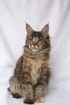    My Cat's Cradle Elisha - 6,5 