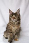    My Cat's Cradle Elisha - 6,5 