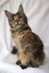    My Cat's Cradle Elisha - 6,5 
