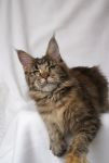    My Cat's Cradle Elisha - 6,5 
