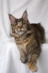    My Cat's Cradle Elisha - 6,5 