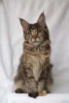    My Cat's Cradle Elisha - 6,5 