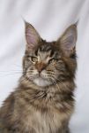    My Cat's Cradle Elisha - 6,5 