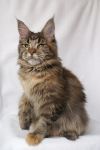    My Cat's Cradle Elisha - 6,5 