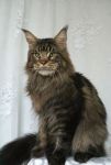 My Cat's Cradle Antey