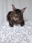 My Cat's Cradle Antey