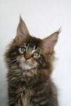 My Cat's Cradle Antey