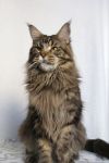    My Cat's Cradle Jedi