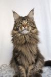    My Cat's Cradle Jedi