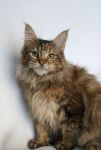    My Cat's Cradle Sally-5m