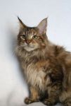    My Cat's Cradle Sally-5m