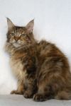    My Cat's Cradle Sally-5m